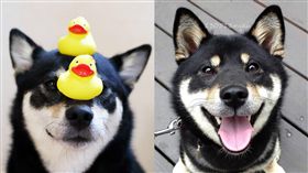 柴犬,https://www.instagram.com/9648miku/