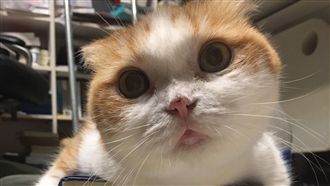 可愛的代價！摺耳貓超萌模樣藏秘密