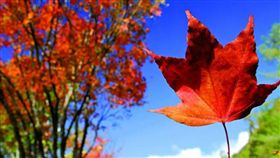 國家公園,森林遊樂區,楓葉 圖/翻攝自林務局官網 16:9