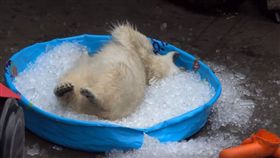 影／超萌圓肚子！小北極熊樂玩冰池　扭來扭去超吸睛。資料來源：Oregon Zoo　Youtube