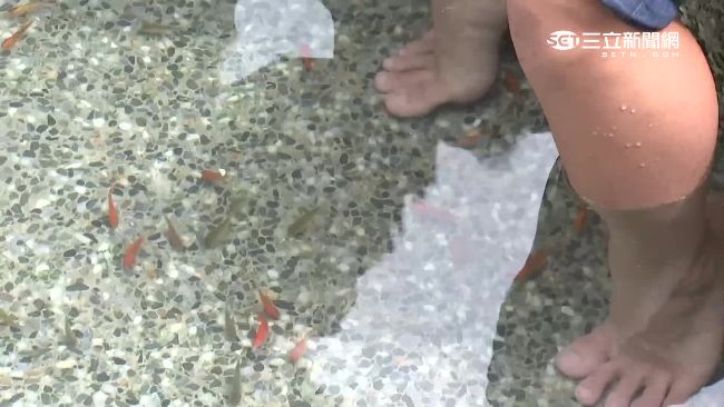 溫泉魚為何不會得香港腳？專家揭真相
