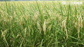 知道嗎？全台灣最久的有機田就在這裡(圖／農委會)