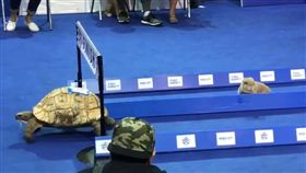 龜兔賽跑真實版。(圖/翻攝自臉書)-https://www.facebook.com/iaumreview/videos/1125340474168789/?hc_ref=NEWSFEED