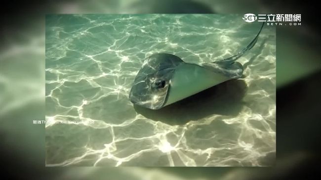 新加坡首例　潛水夫遭魔鬼魚刺死