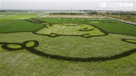 新景點！蛋黃哥「稻」在柳營　連賴清德也搶看