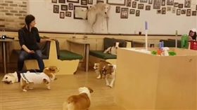 16:9
短腿柯基軍隊 兇 長腿阿富汗犬
圖／翻攝自samcorgi
https://www.instagram.com/p/BLTh_ShBQfo/