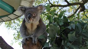 動物園,無尾熊,派翠克／台北市立動物園官網