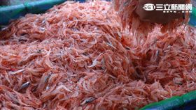 好蝦！東港櫻花蝦漁業產值5.3億創歷史新高