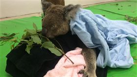 動物園,無尾熊,派翠克／台北市立動物園官網