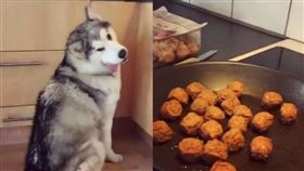 哈士奇（圖／翻攝自OPet）