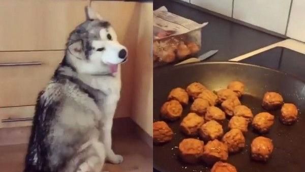 哈士奇痴想肉丸　呆萌臉吐舌流口水