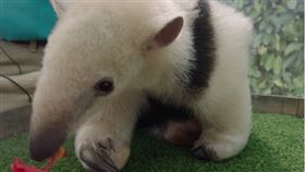 小食蟻獸Fernando（翻攝聖地牙哥野生動物園臉書）