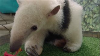 小食蟻獸寶寶萌亮相　吃點心還沾滿臉