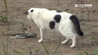 寵物界狩獵高手　貓聽覺勝人類10倍