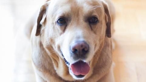 必讀 高齡毛孩照顧重點做好幫牠們養老及道別的心理準備 名家 三立新聞網setn Com