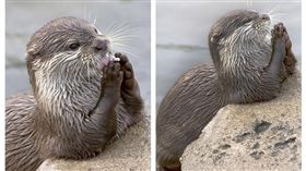 荷蘭小水獺（圖／翻攝自每日郵報）