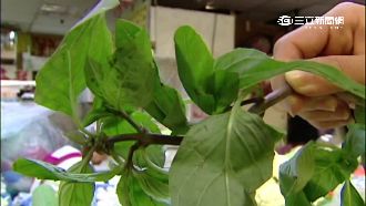 雨後菜好貴！九層塔1公斤飆240元
