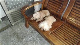 迷路貴賓淋濕捲縮警局門口　所長照顧4天臉書找到主人（圖／翻攝自臺東縣警察局臺東分局臉書）

