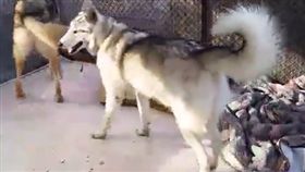 被誤認為狗的狼Neo（圖／翻攝自每日郵報）