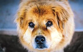 狗,寵物,毛小孩（圖／Pixabay）