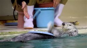▲可愛的海獺表演水上打鼓。（圖／翻攝自yakko推特）
https://twitter.com/prom_eod/status/785842392855408640

