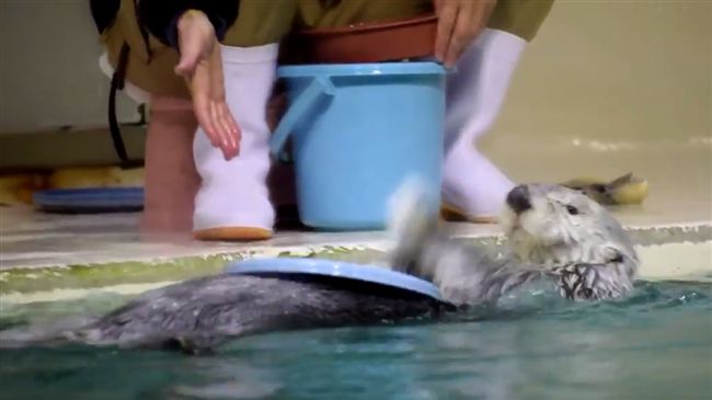 「塑膠蓋」當鼓打　海獺玩打擊樂超萌