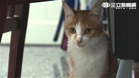 -寵物-貓-喵星人-