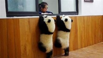 圓滾身軀「金雞獨立」貓熊萌翻網友