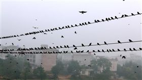 ▲上萬隻麻雀在佔據電線「集會」。（圖／翻攝自中新社）
http://www.hq.xinhuanet.com/photo/2016-10/13/c_1119710988_2.htm