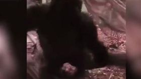 大猩猩,動物園,逃亡,逃脫,逃跑,園方,遊客
(Daily Mail YouTube)