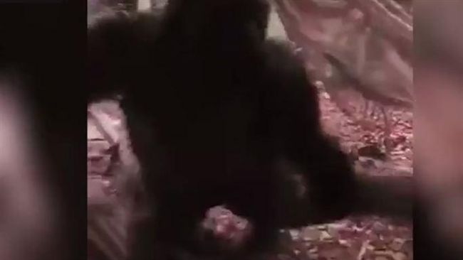 大猩猩抓狂爆衝！遊客驚嘆變驚聲尖叫