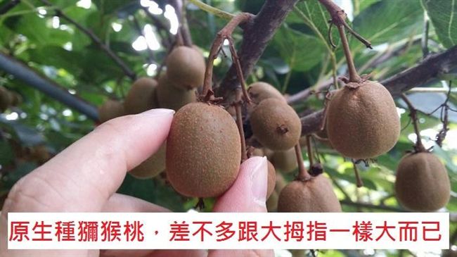 別只知道紐西蘭！台灣在地也有奇異果