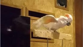 暴怒,鸚鵡,破壞,圓形,鳥籠,志工,角落,髒話 圖/翻攝自YouTube