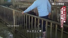 劣質肉揭秘1800