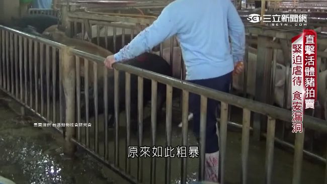 活豬拍賣極不人道　虐待動物反害己！