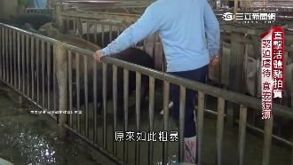 活豬拍賣極不人道　虐待動物反害己！
