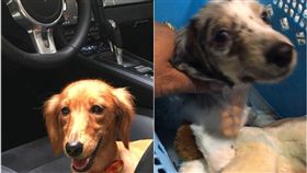 臘腸狗,賣狗,犯法　圖／翻攝自台灣N.O.E.行動組織