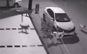 可怕！野狗猛咬保險桿　一把扯下(圖/翻攝自爆料公社)
