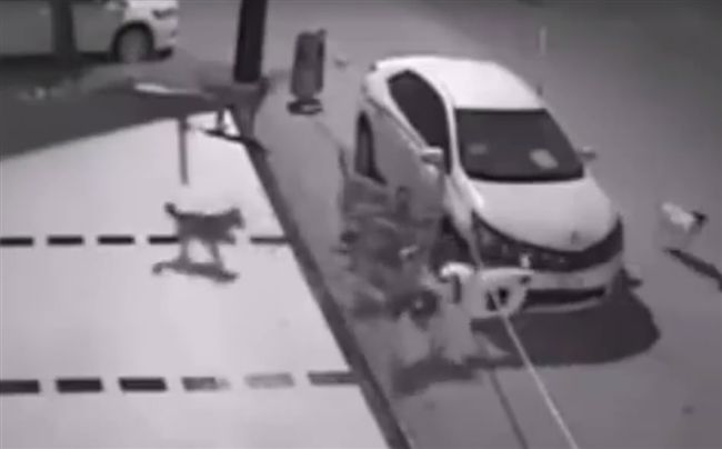 汪星人集團專業拆解　扯下轎車保險桿