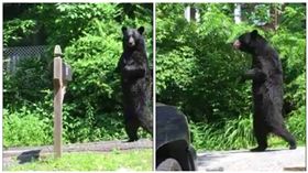 紐澤西呆萌「走路熊」被弓箭射死 　當地居民怒罵：沒良心
圖／翻攝自Pedals The Injured Bipedal Bear臉書粉絲專頁