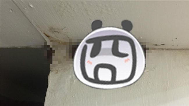 房間「潮到出木耳」　網友：採下來！