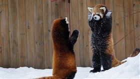 小貓熊,http://www.dailymail.co.uk/news/article-3431573/Hands-Red-panda-appears-surrender-putting-paws-air-snowy-standoff-Canadian-zoo.html