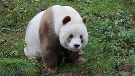 全球唯一巧克力色貓熊　網笑：洗到褪色還是老天沒墨水？
圖／翻攝自熊貓頻道iPanda　臉書粉絲專頁