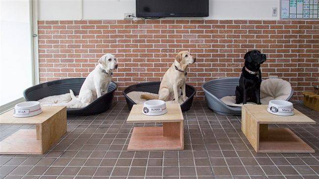 蔡英文3愛犬專屬餵食碗　來自陳偉殷