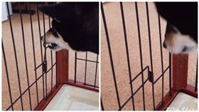 日本黑柴超強！10秒開籠新技能　「誰都不能關注本姑娘」圖／翻攝自9648mikuIG

