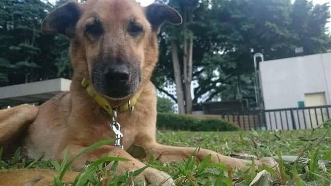 校犬優漢完成使命　保衛師生15年