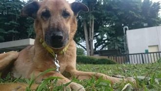 校犬優漢完成使命　保衛師生15年