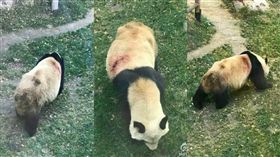 貓熊,虐待,微博,http://news.163.com/16/1015/20/C3EQBPR90001899O.html