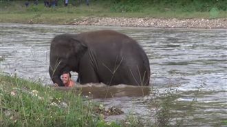 不計較人類獵殺！小母象飛奔救溺水者