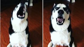 哈士奇Blu超級愛頂嘴。（圖／翻攝自Instagram）